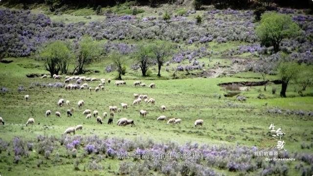 《生命之歌·我们的草原》完整版 让你身处那片绿色的海2.jpeg