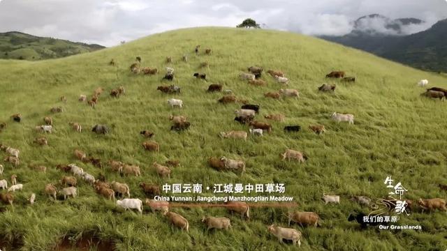 《生命之歌·我们的草原》完整版 让你身处那片绿色的海3.jpeg