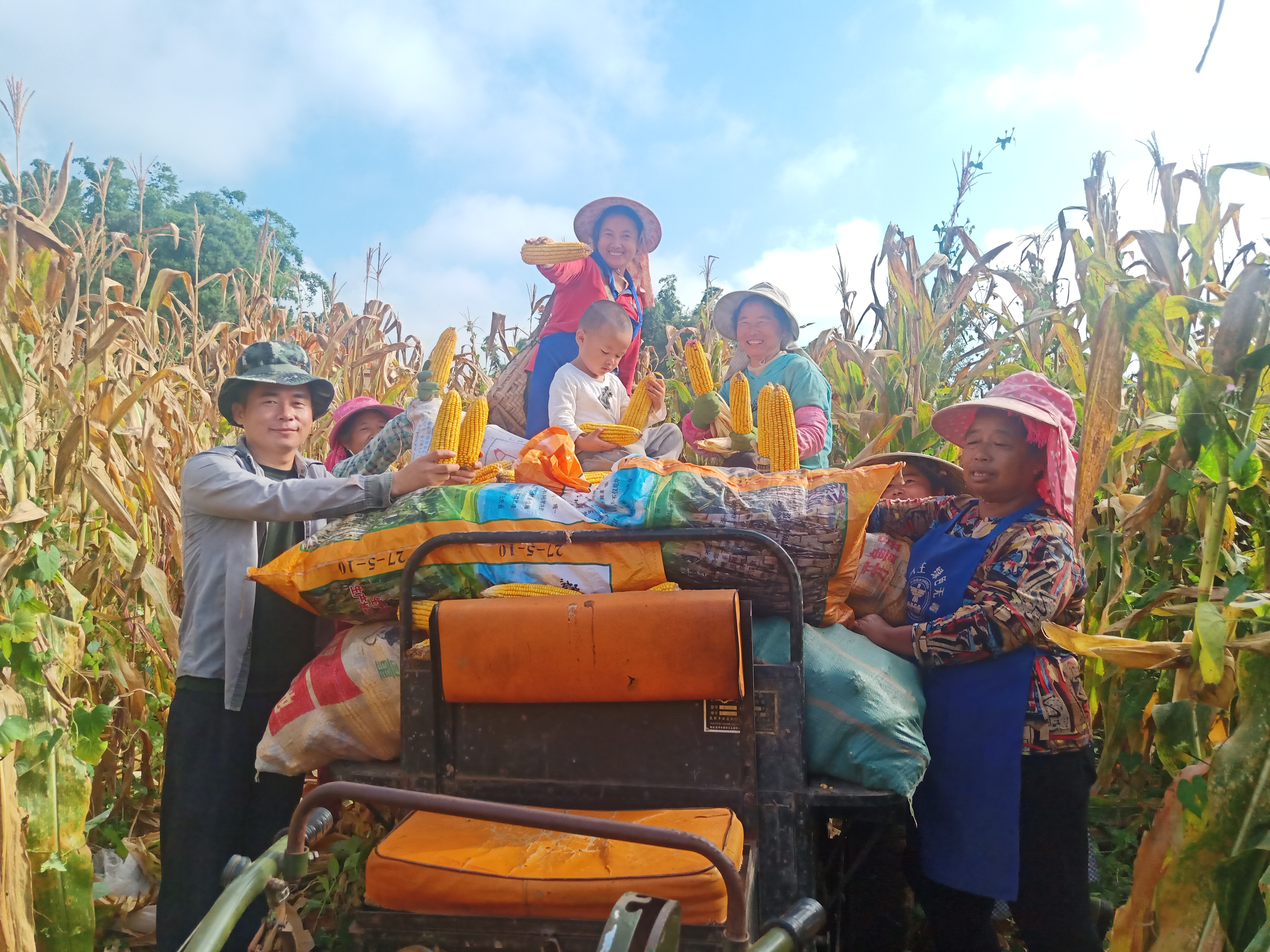 陇川：热火朝天收玉米，把党建＋民族团结融进农忙里2.png