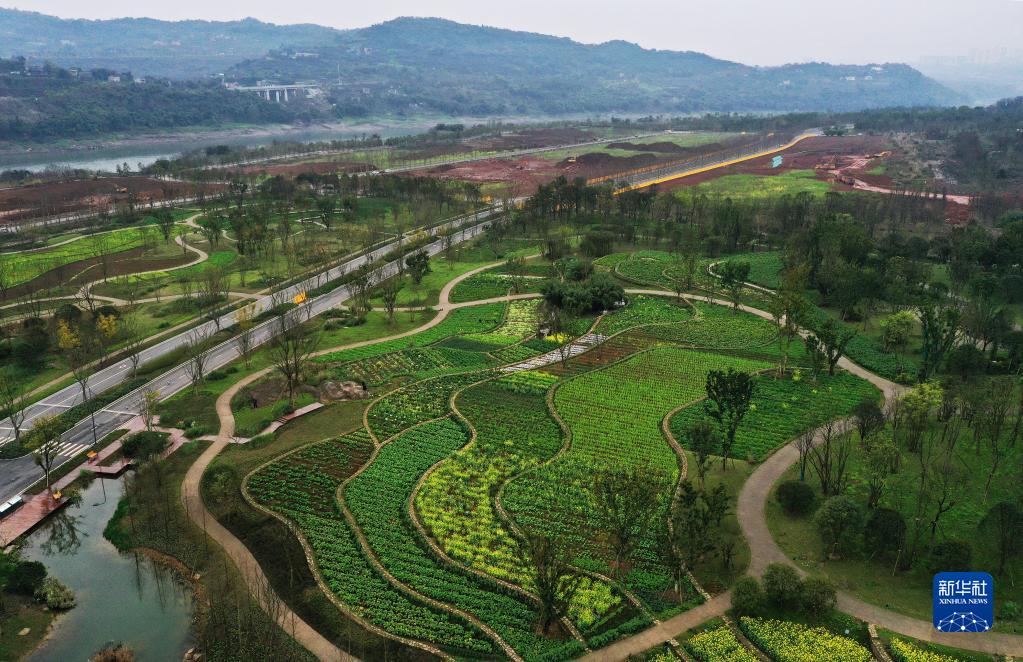 谋划推动长江经济带发展谱写新篇章 新华社2.jpg