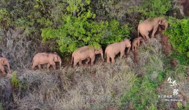 《生命之歌·我们的家园》完整版 云南广播电视台6.png