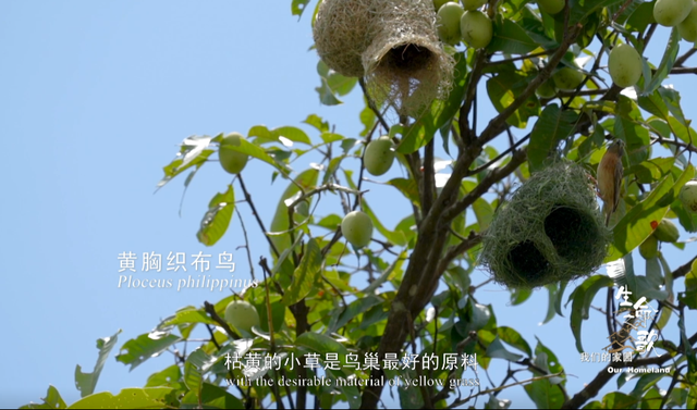 《生命之歌·我们的家园》完整版 云南广播电视台4.png