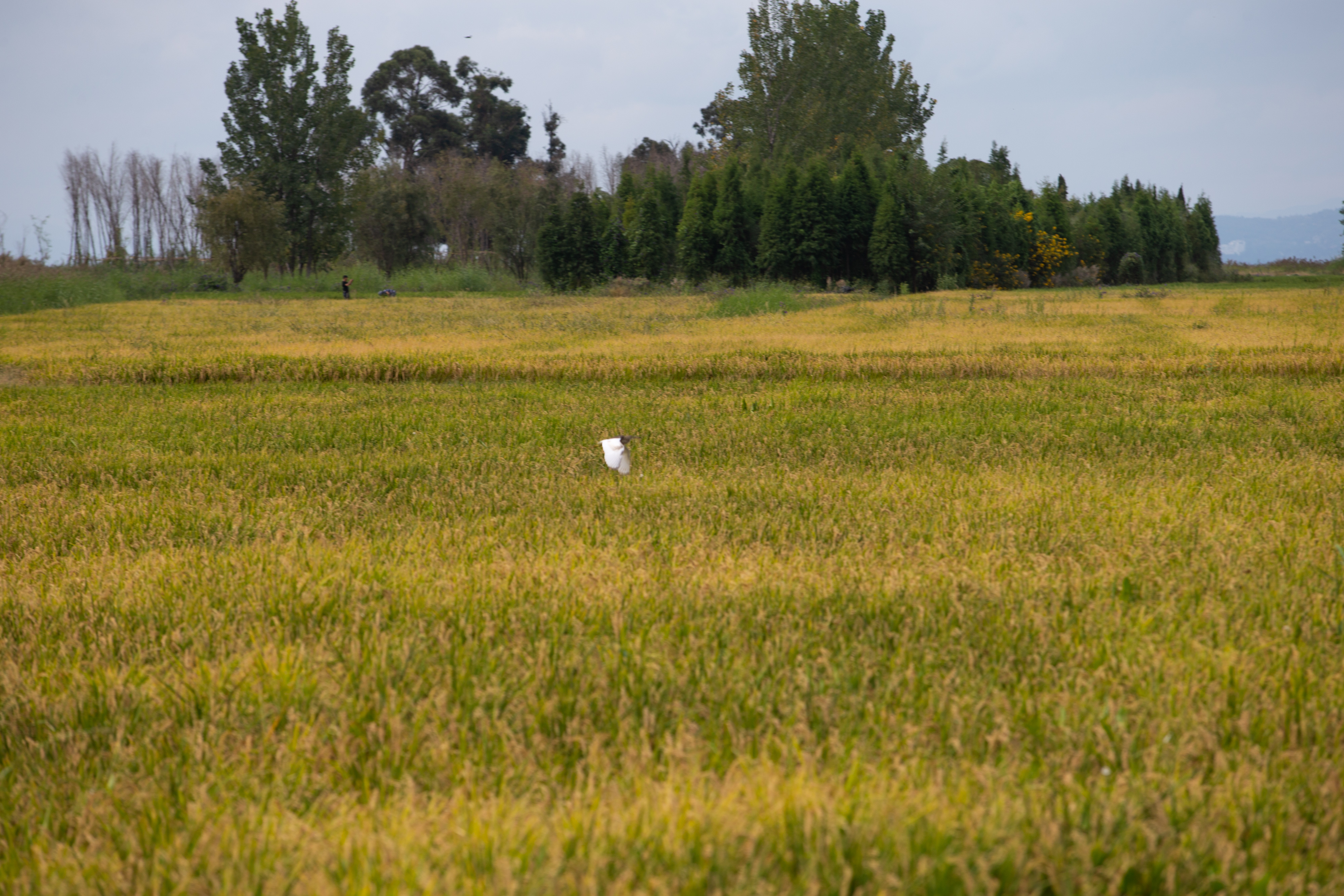 扶荔宫和宝丰湿地即将对公众开放（高伟 摄）