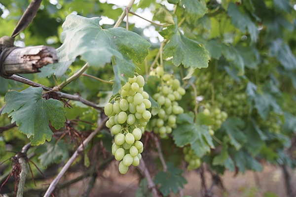 长征路上新青年丨全州“80后”村支书：在乡村振兴路上继承发扬湘江战役精神