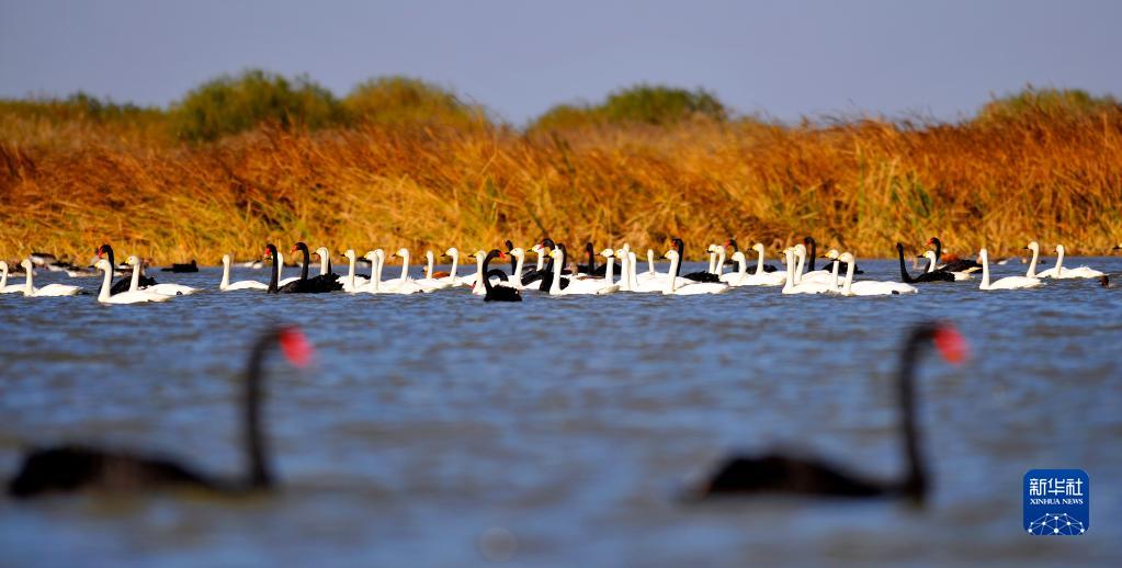 新思想引领新征程·时代答卷丨让黄河成为造福人民的幸福河——习近平总书记谋划推动黄河流域生态保护和高质量发展谱写新篇章