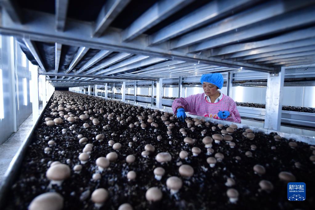 新思想引领新征程·时代答卷丨让黄河成为造福人民的幸福河——习近平总书记谋划推动黄河流域生态保护和高质量发展谱写新篇章