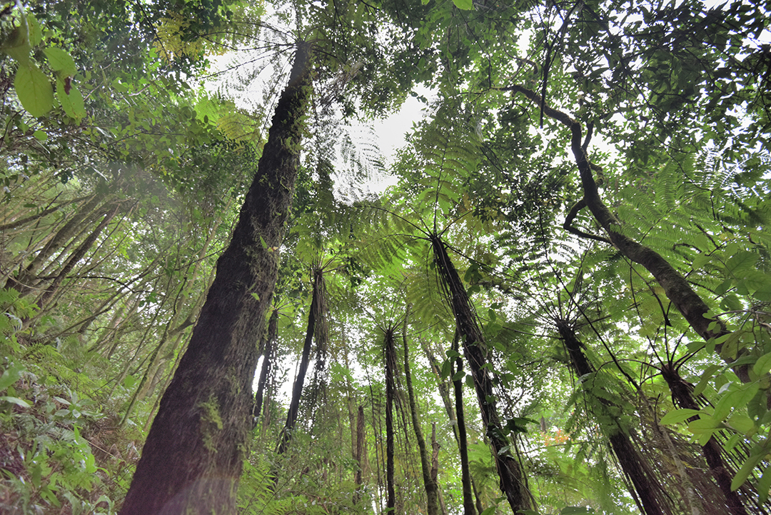 保山昌宁发现大规模“活化石”桫椤群 通讯员 吴再忠 摄
