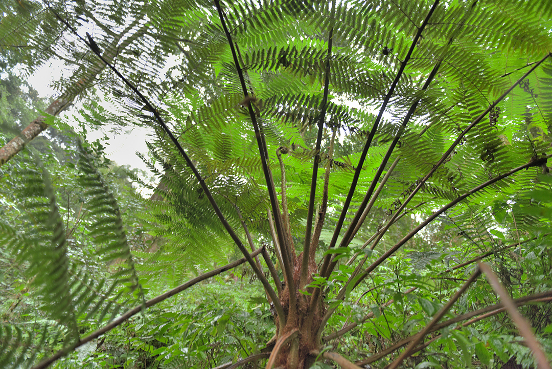 保山昌宁发现大规模“活化石”桫椤群 通讯员 吴再忠 摄
