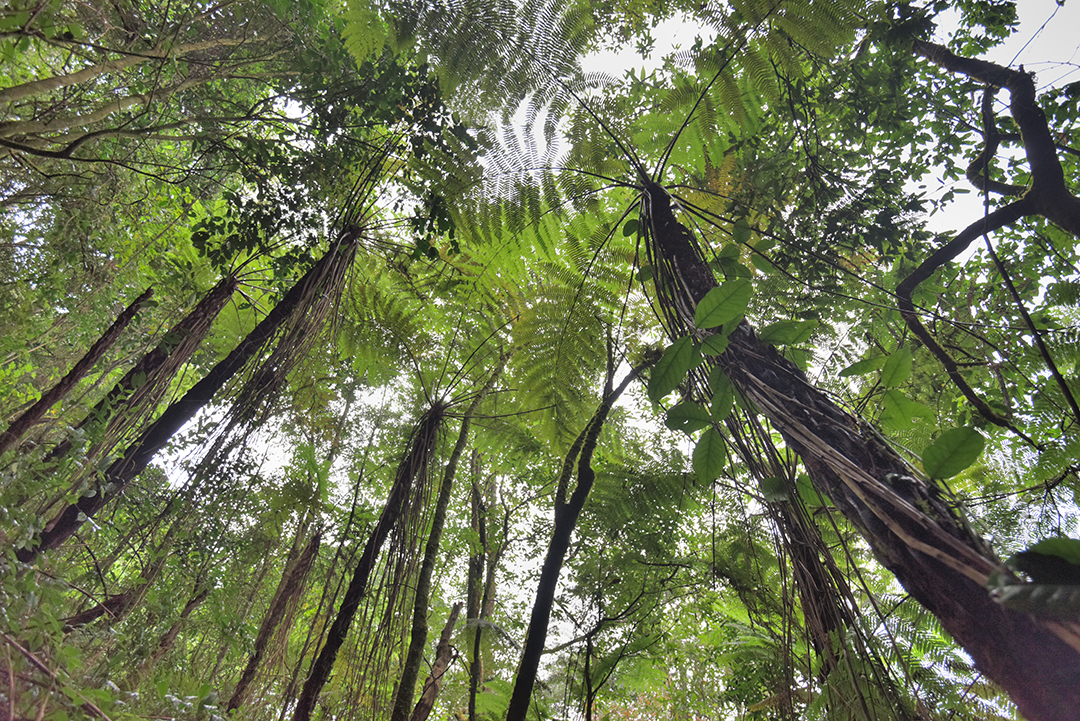 保山昌宁发现大规模“活化石”桫椤群 通讯员 吴再忠 摄