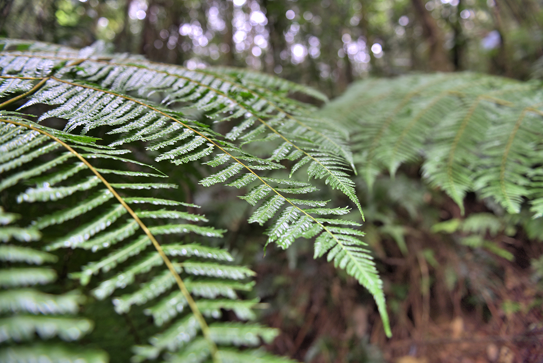 保山昌宁发现大规模“活化石”桫椤群 通讯员 吴再忠 摄