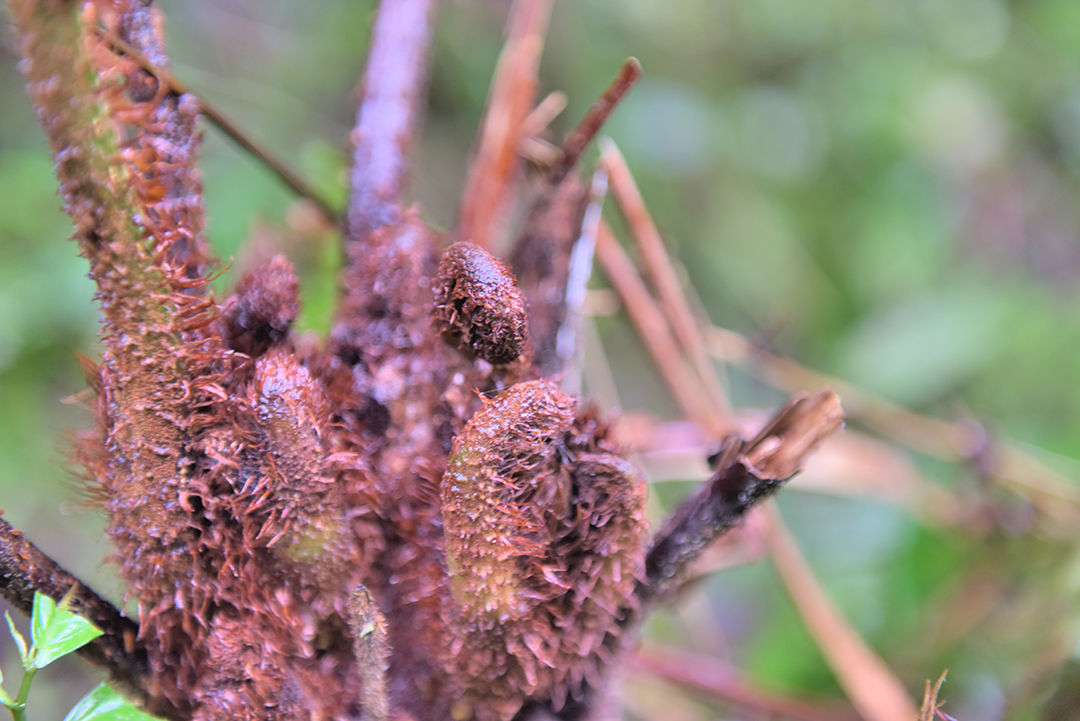 保山昌宁发现大规模“活化石”桫椤群 通讯员 吴再忠 摄