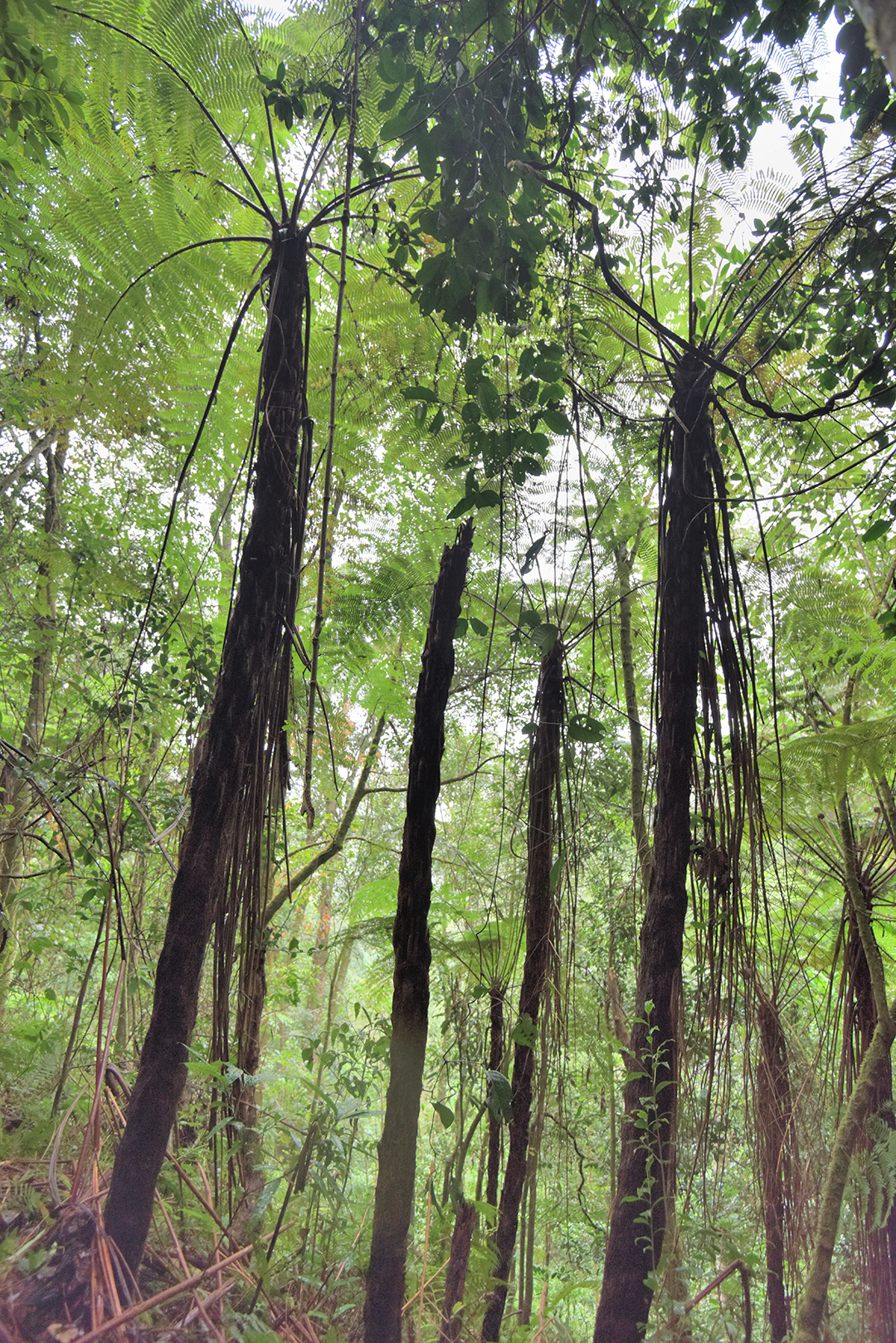 保山昌宁发现大规模“活化石”桫椤群 通讯员 吴再忠 摄