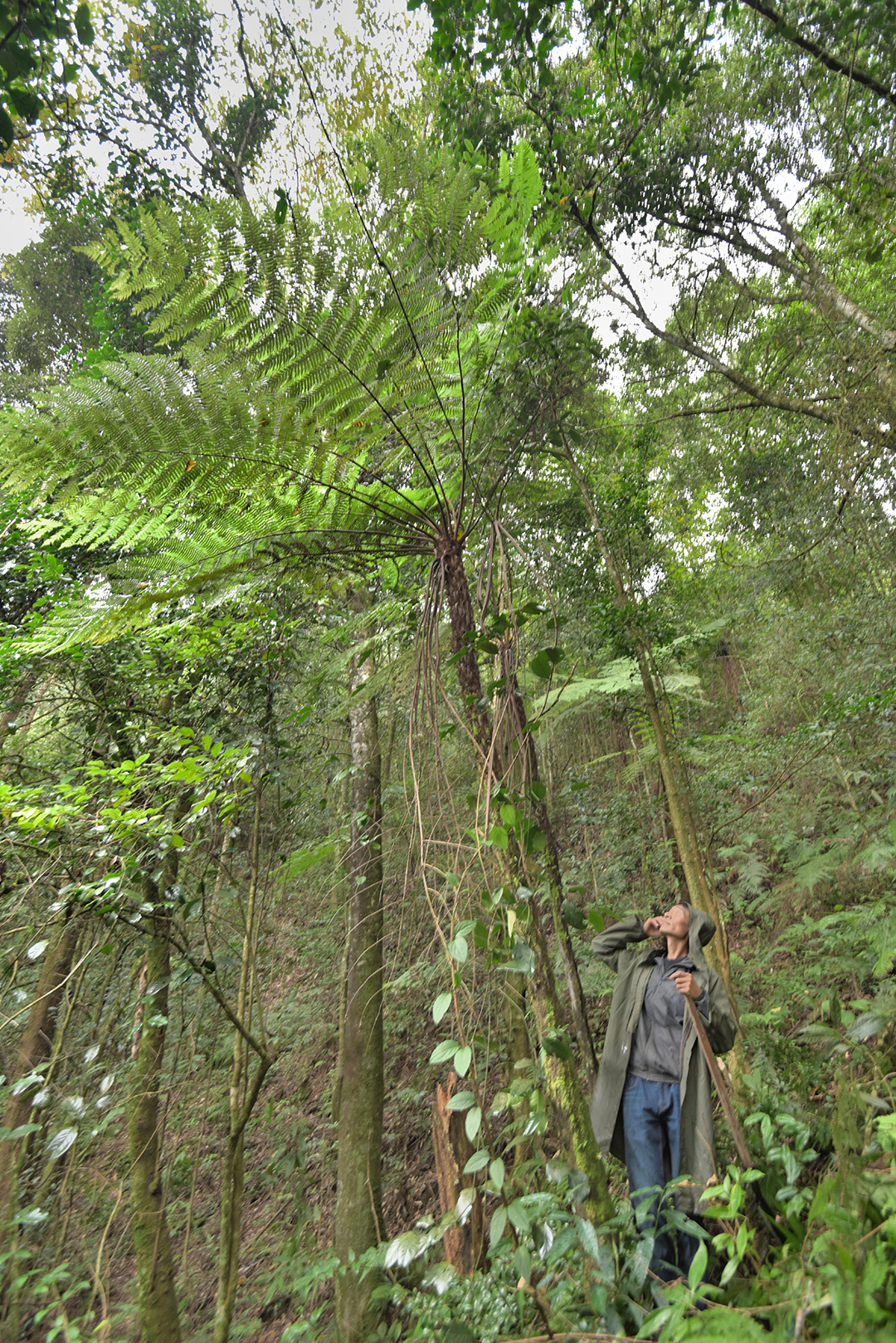 保山昌宁发现大规模“活化石”桫椤群 通讯员 吴再忠 摄