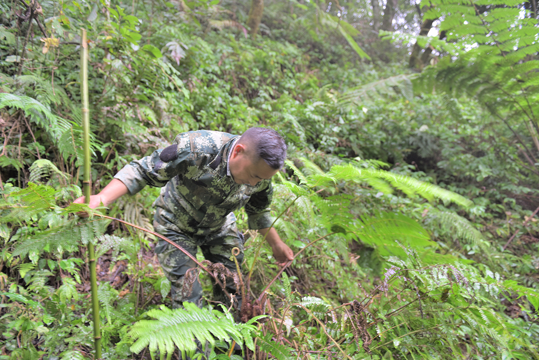 保山昌宁发现大规模“活化石”桫椤群 通讯员 吴再忠 摄