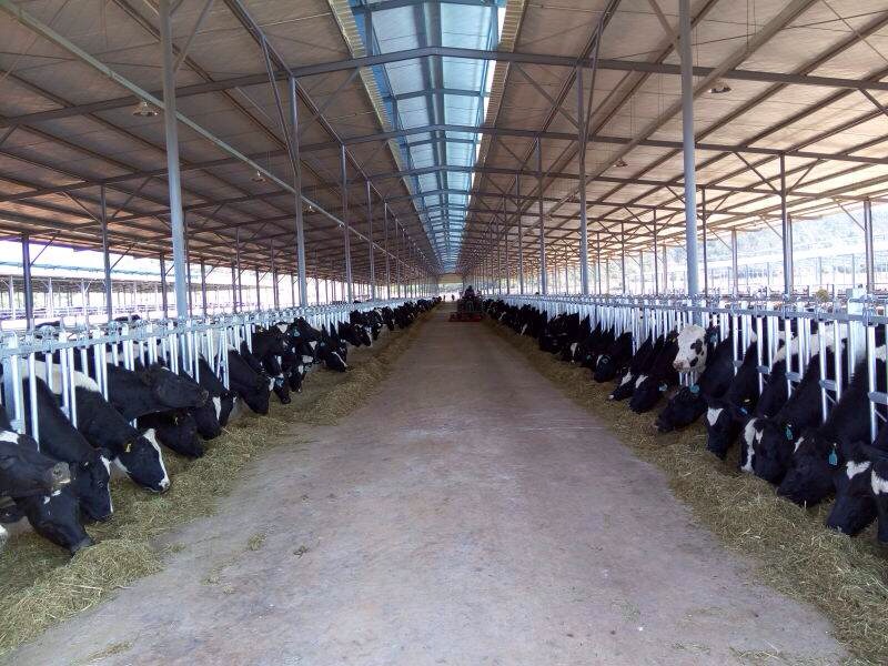 【百年锡都正青春】一瓶奶彰显个旧品质