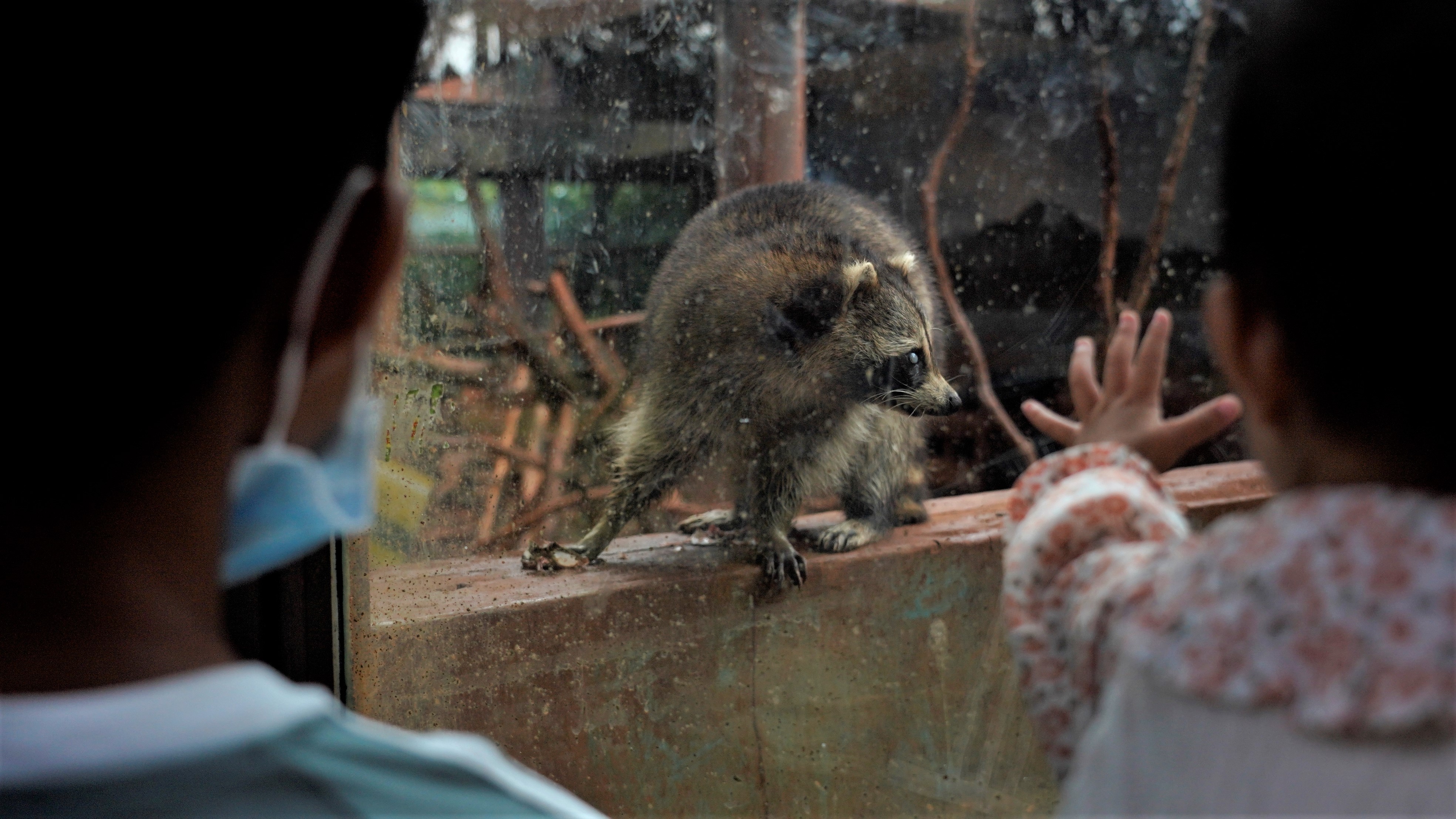 昆明动物园——动物宝宝们的“蜗居”面积变了吗？（夏体雷 实习生 丁炀 摄影报道）