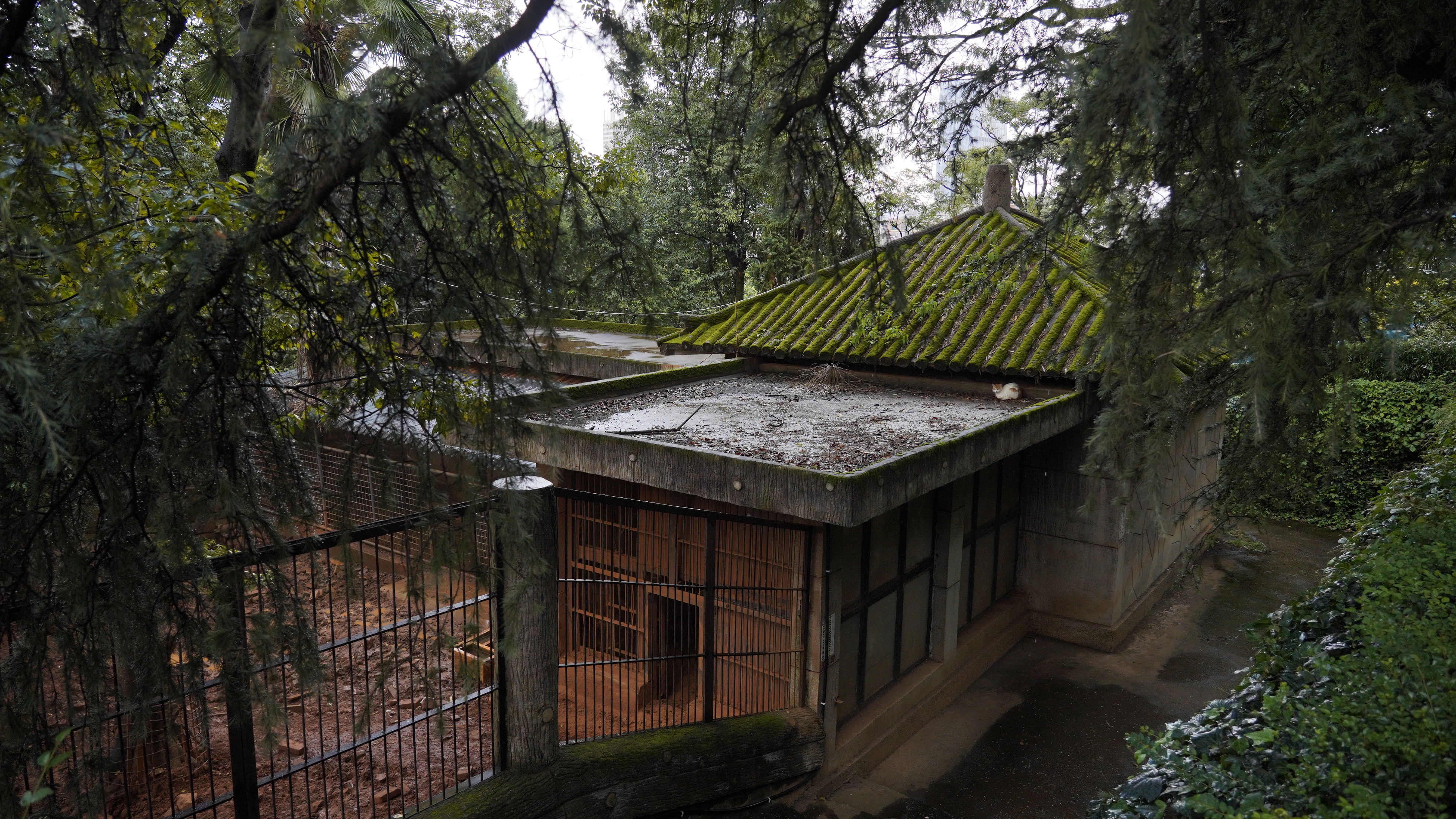 昆明动物园——动物宝宝们的“蜗居”面积变了吗？（夏体雷 实习生 丁炀 摄影报道）