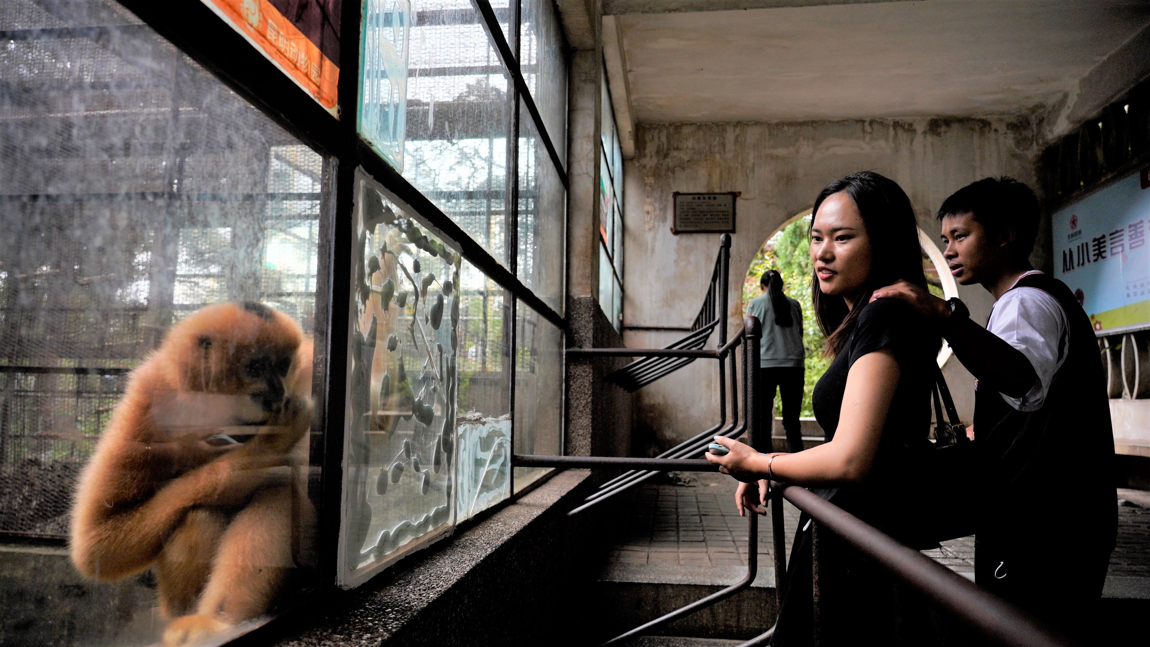 昆明动物园——动物宝宝们的“蜗居”面积变了吗？（夏体雷 实习生 丁炀 摄影报道）