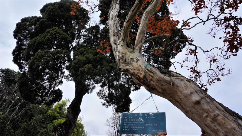 黑龙潭公园古树调查（春城晚报-开屏新闻记者 夏体雷 实习生 丁炀 摄）