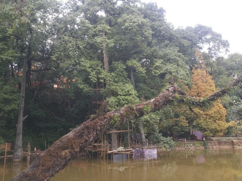 黑龙潭公园古树调查（春城晚报-开屏新闻记者 夏体雷 实习生 丁炀 摄）