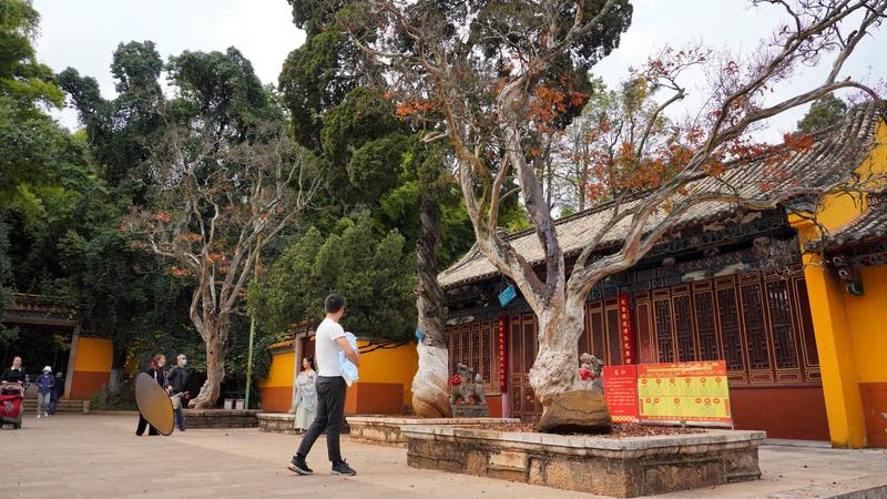 黑龙潭公园古树调查（春城晚报-开屏新闻记者 夏体雷 实习生 丁炀 摄）