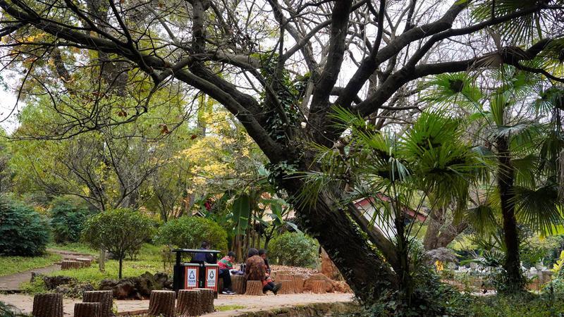 黑龙潭公园古树调查（春城晚报-开屏新闻记者 夏体雷 实习生 丁炀 摄）