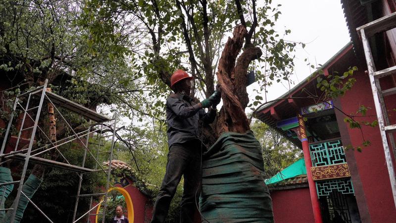 黑龙潭公园古树调查（春城晚报-开屏新闻记者 夏体雷 实习生 丁炀 摄）