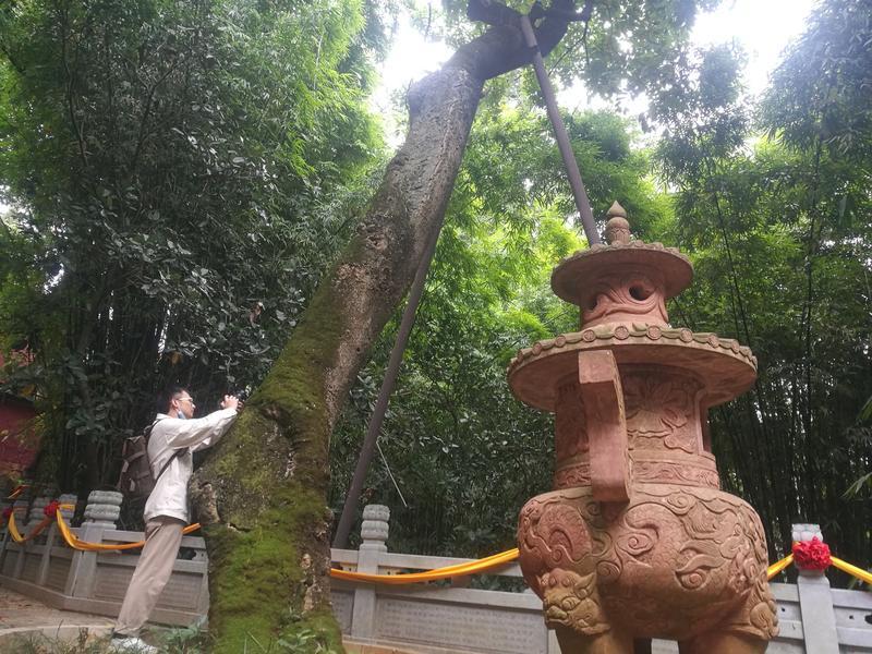 黑龙潭公园古树调查（春城晚报-开屏新闻记者 夏体雷 实习生 丁炀 摄）