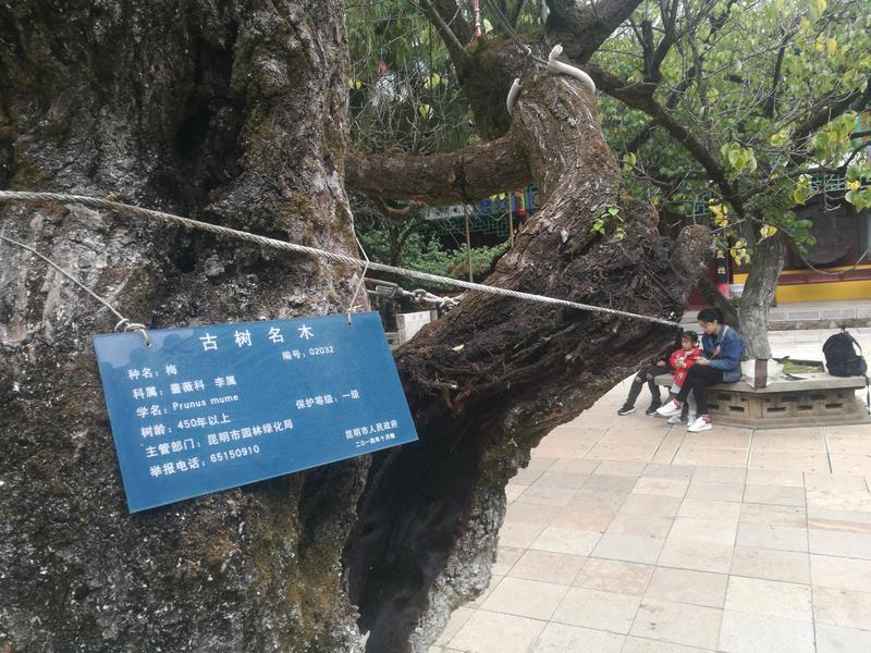 黑龙潭公园古树调查（春城晚报-开屏新闻记者 夏体雷 实习生 丁炀 摄）