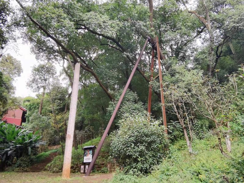 黑龙潭公园古树调查（春城晚报-开屏新闻记者 夏体雷 实习生 丁炀 摄）