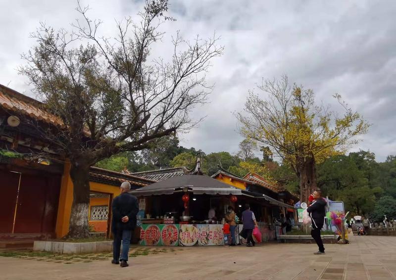 黑龙潭公园古树调查（春城晚报-开屏新闻记者 夏体雷 实习生 丁炀 摄）