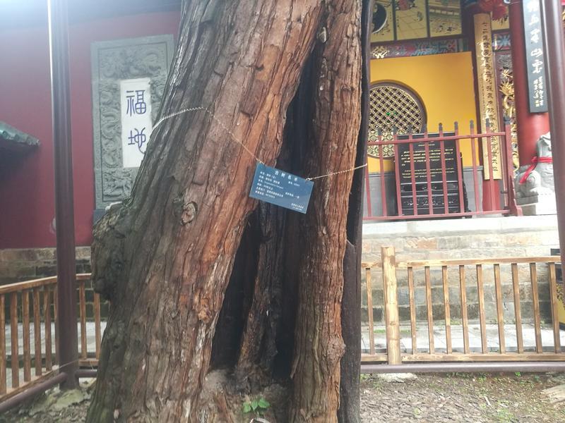 黑龙潭公园古树调查（春城晚报-开屏新闻记者 夏体雷 实习生 丁炀 摄）