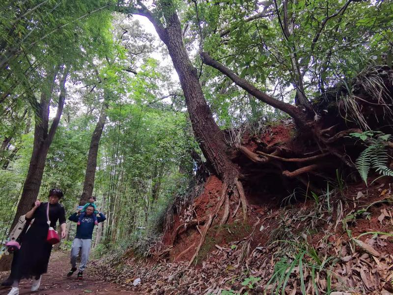 黑龙潭公园古树调查（春城晚报-开屏新闻记者 夏体雷 实习生 丁炀 摄）