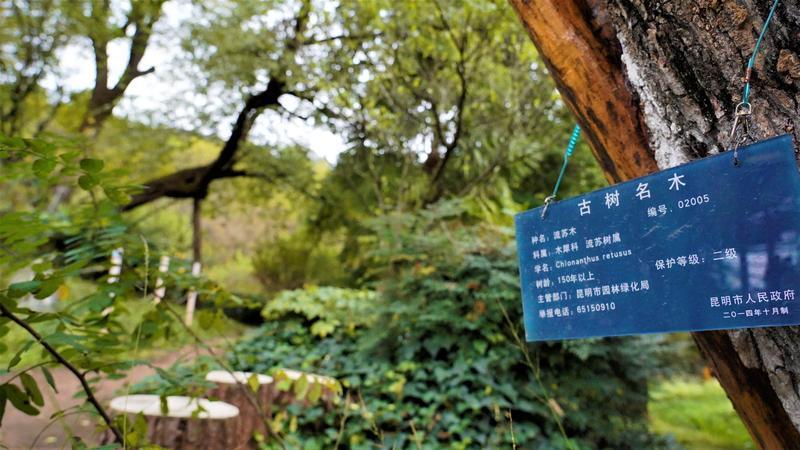 黑龙潭公园古树调查（春城晚报-开屏新闻记者 夏体雷 实习生 丁炀 摄）