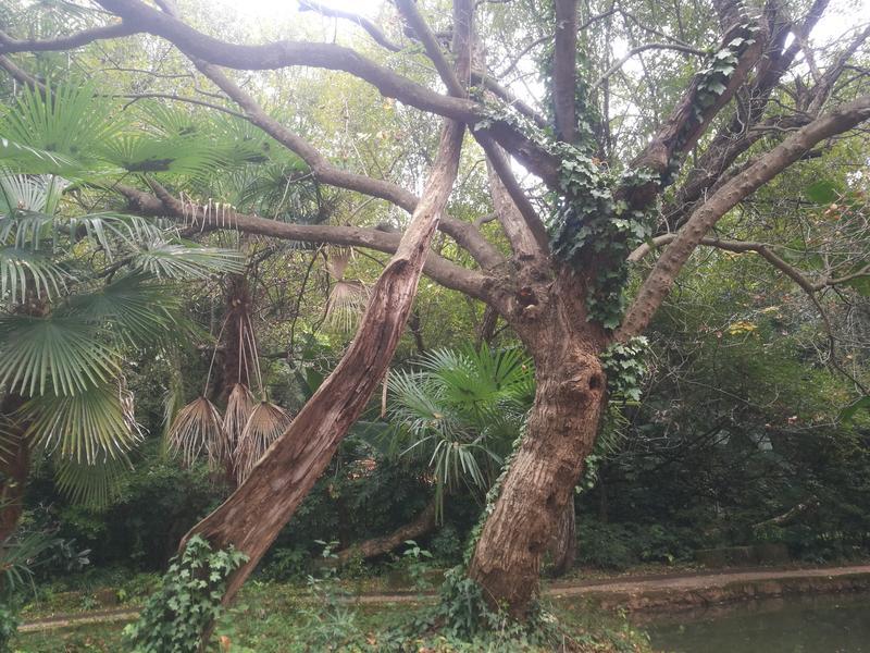 黑龙潭公园古树调查（春城晚报-开屏新闻记者 夏体雷 实习生 丁炀 摄）