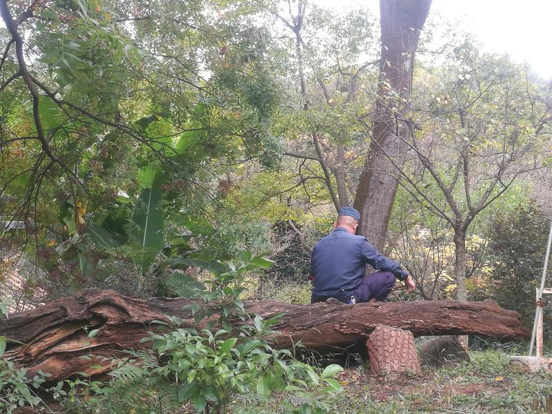 黑龙潭公园古树调查（春城晚报-开屏新闻记者 夏体雷 实习生 丁炀 摄）