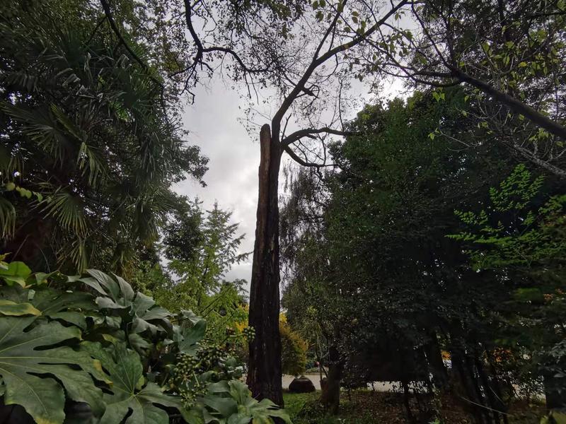 黑龙潭公园古树调查（春城晚报-开屏新闻记者 夏体雷 实习生 丁炀 摄）