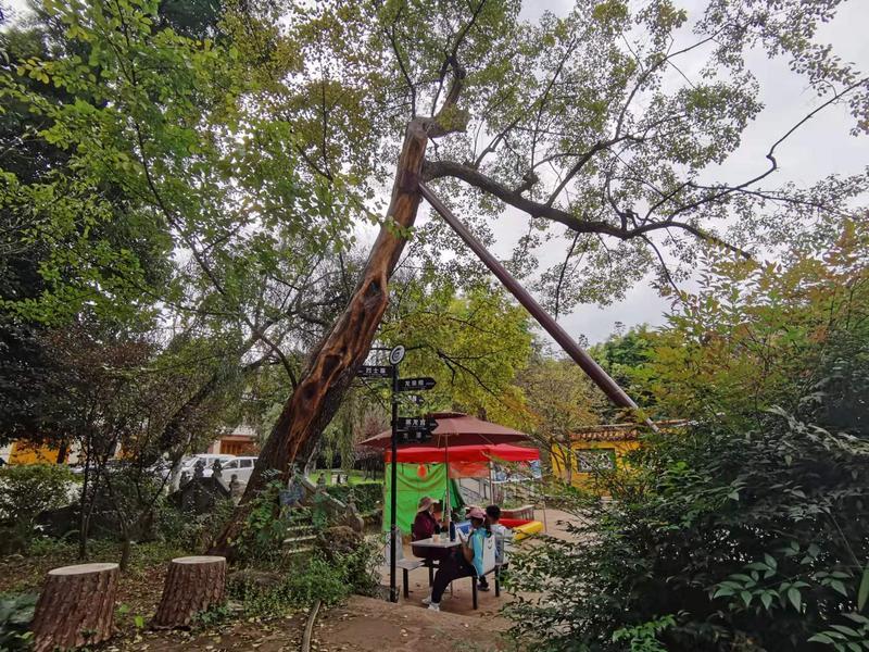 黑龙潭公园古树调查（春城晚报-开屏新闻记者 夏体雷 实习生 丁炀 摄）