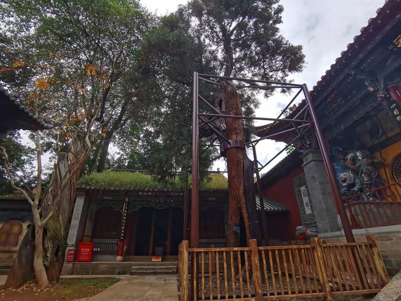 黑龙潭公园古树调查（春城晚报-开屏新闻记者 夏体雷 实习生 丁炀 摄）