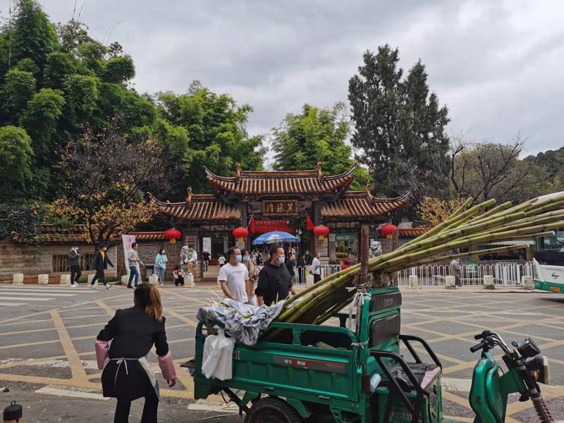 黑龙潭公园古树调查（春城晚报-开屏新闻记者 夏体雷 实习生 丁炀 摄）