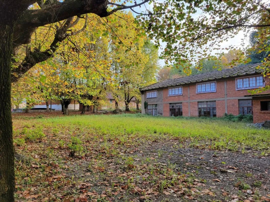 马龙云水机械厂梧桐（开屏新闻记者 蒋琼波 通讯员 尹路仓 摄）