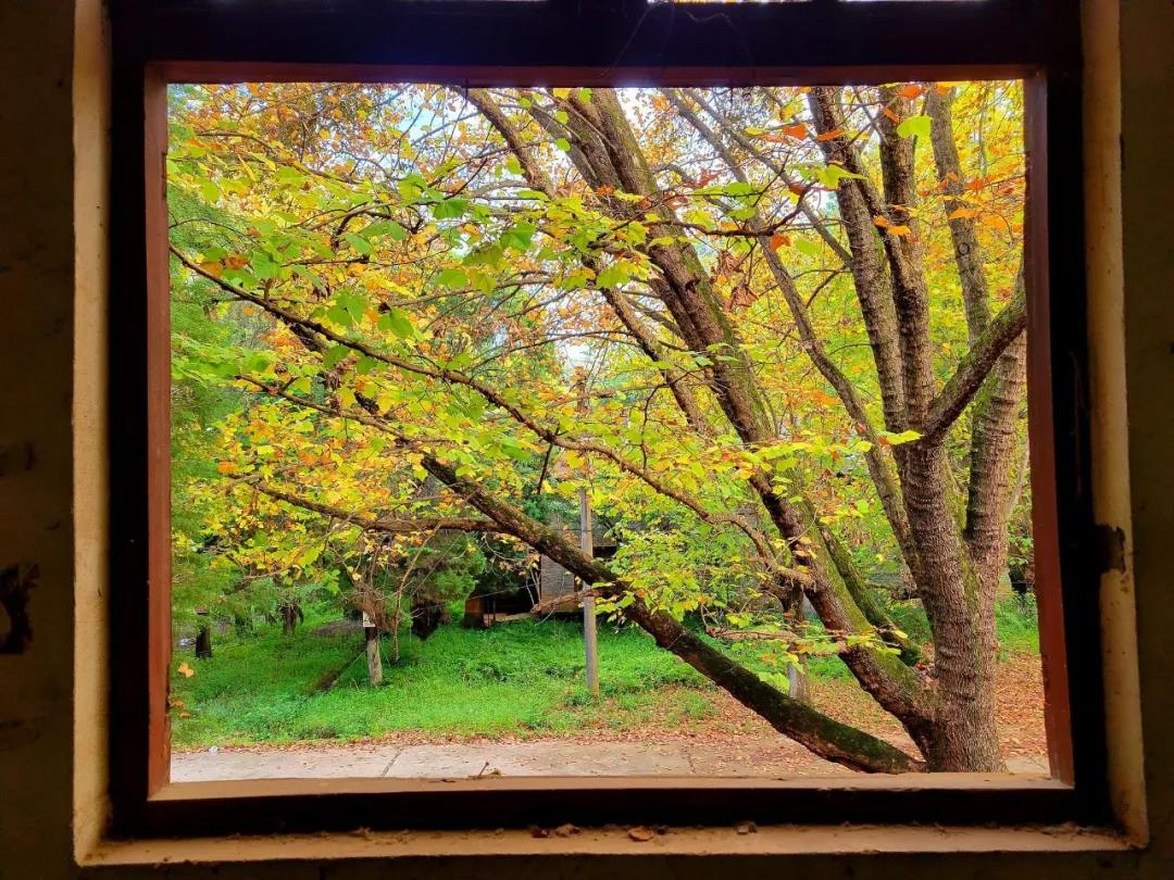 马龙云水机械厂梧桐（开屏新闻记者 蒋琼波 通讯员 尹路仓 摄）