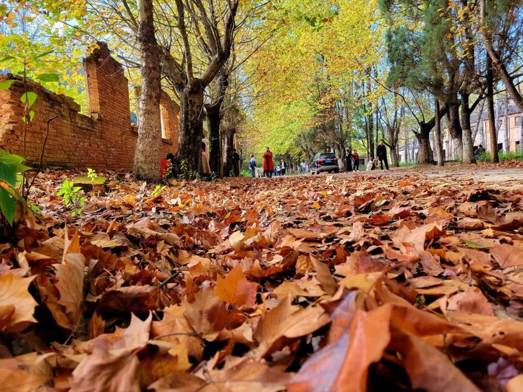 马龙云水机械厂梧桐（开屏新闻记者 蒋琼波 通讯员 尹路仓 摄）