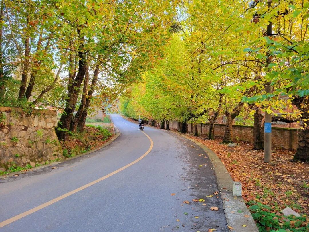 马龙云水机械厂梧桐（开屏新闻记者 蒋琼波 通讯员 尹路仓 摄）