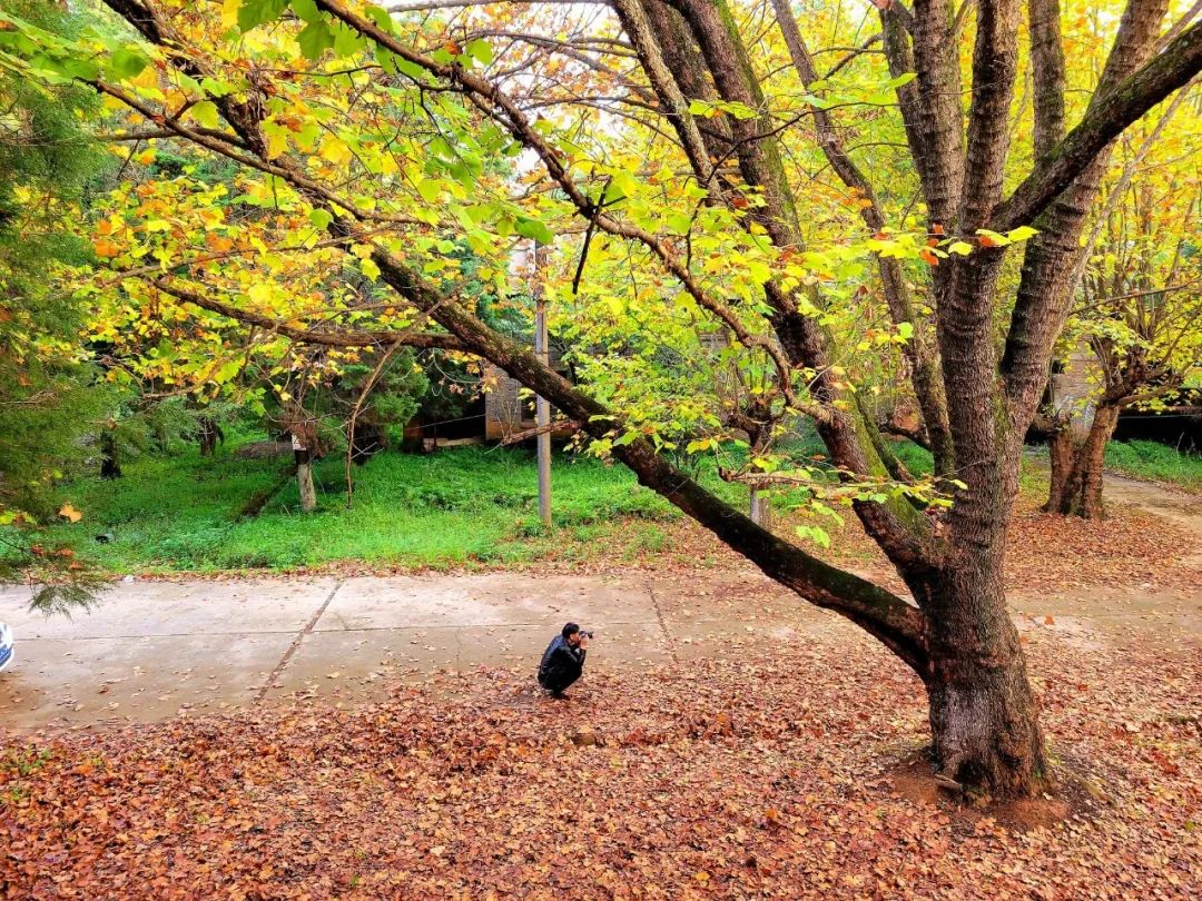 马龙云水机械厂梧桐（开屏新闻记者 蒋琼波 通讯员 尹路仓 摄）