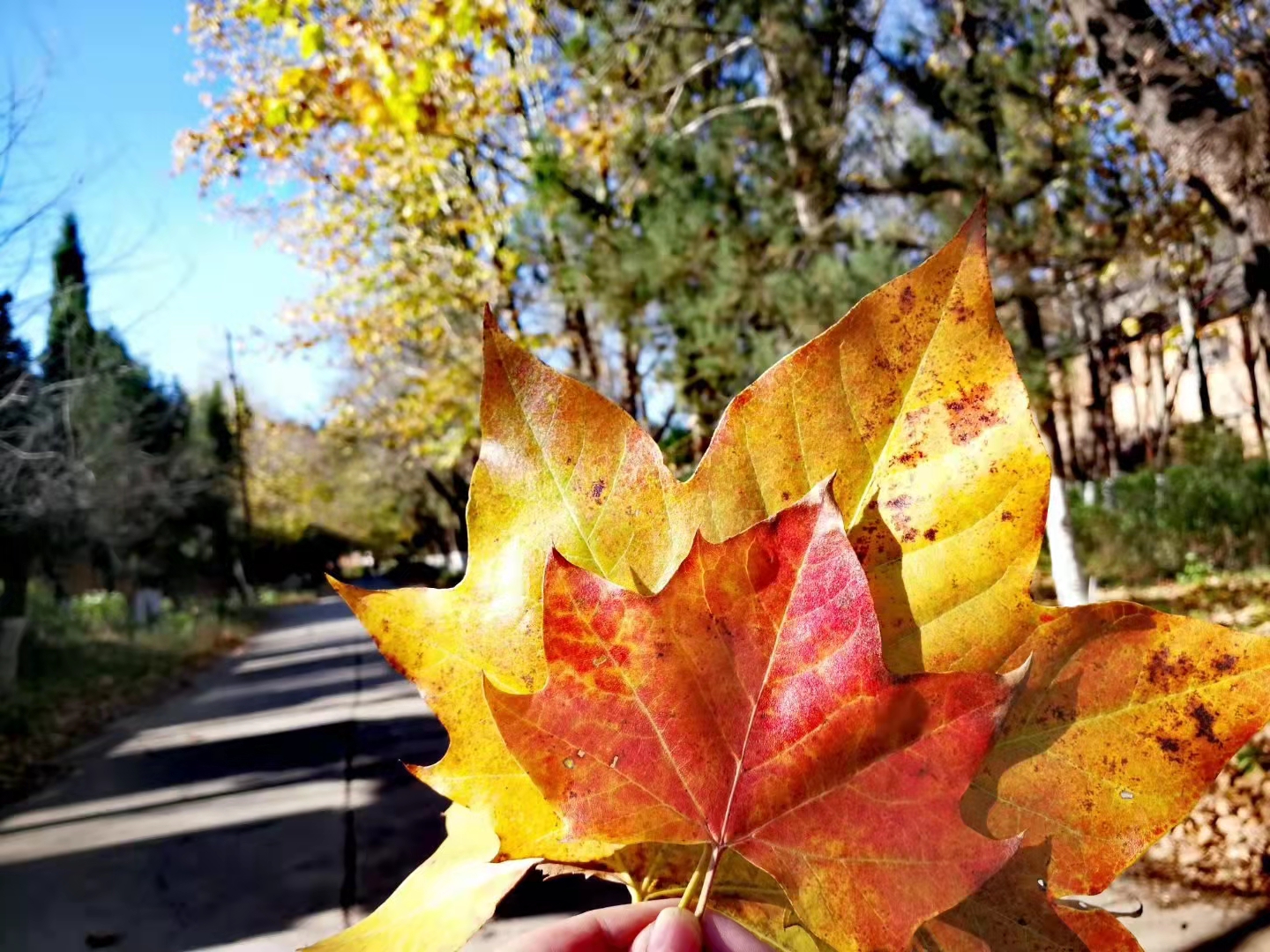 马龙云水机械厂梧桐（开屏新闻记者 蒋琼波 通讯员 尹路仓 摄）