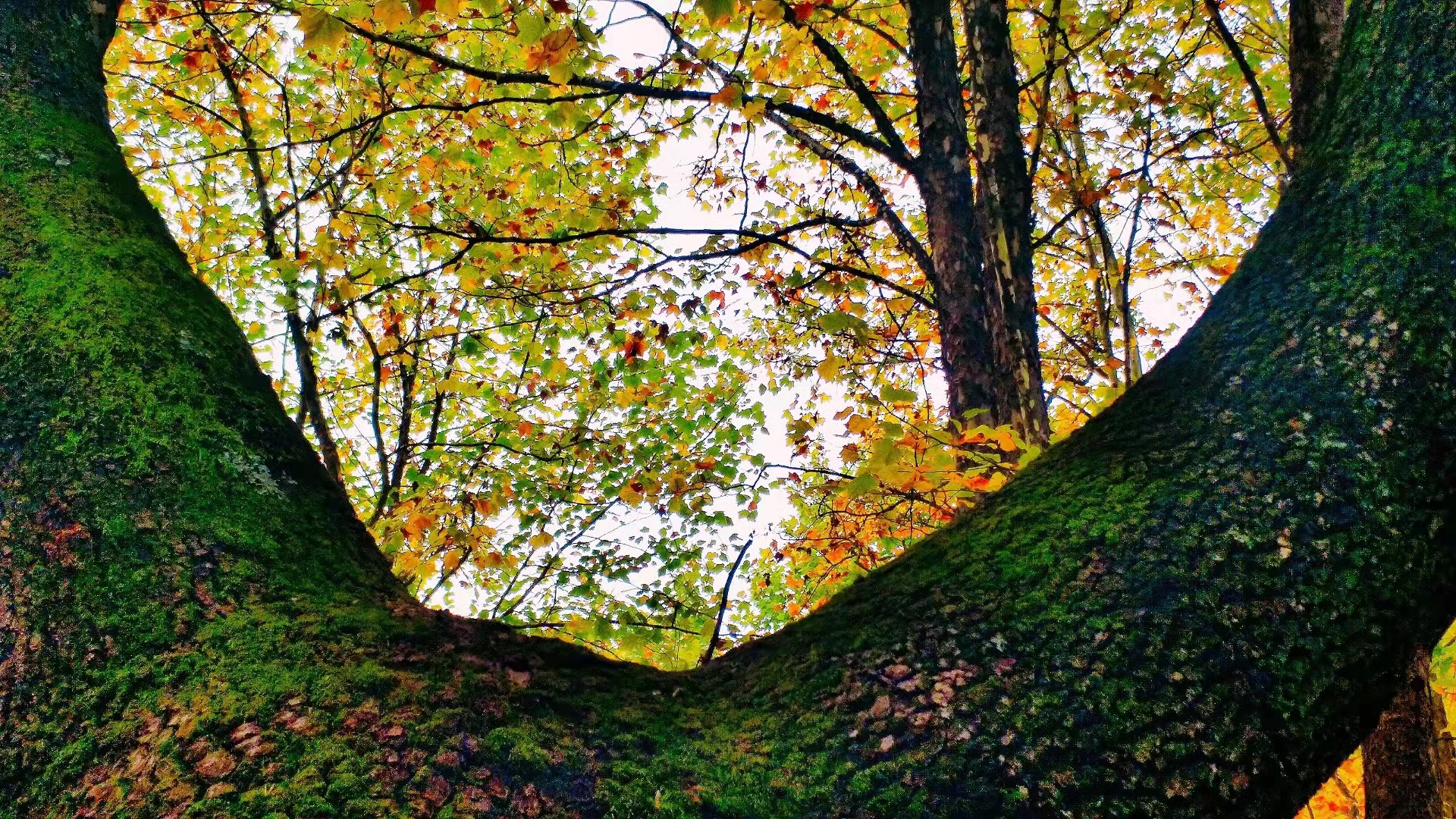 马龙云水机械厂梧桐（开屏新闻记者 蒋琼波 通讯员 尹路仓 摄）