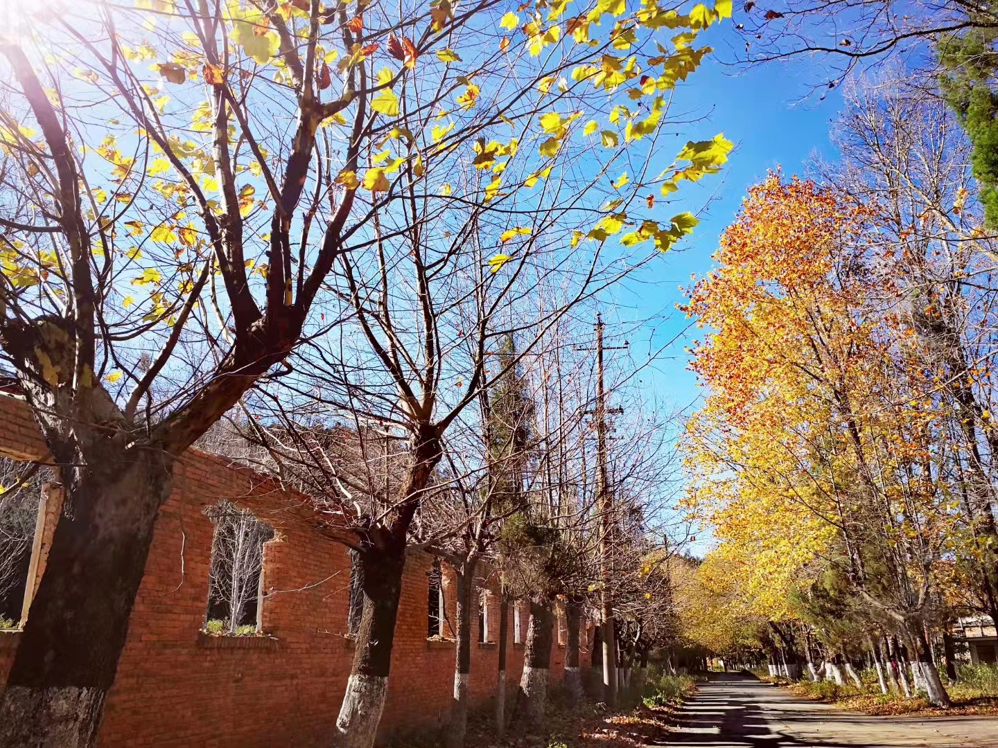 马龙云水机械厂梧桐（开屏新闻记者 蒋琼波 通讯员 尹路仓 摄）