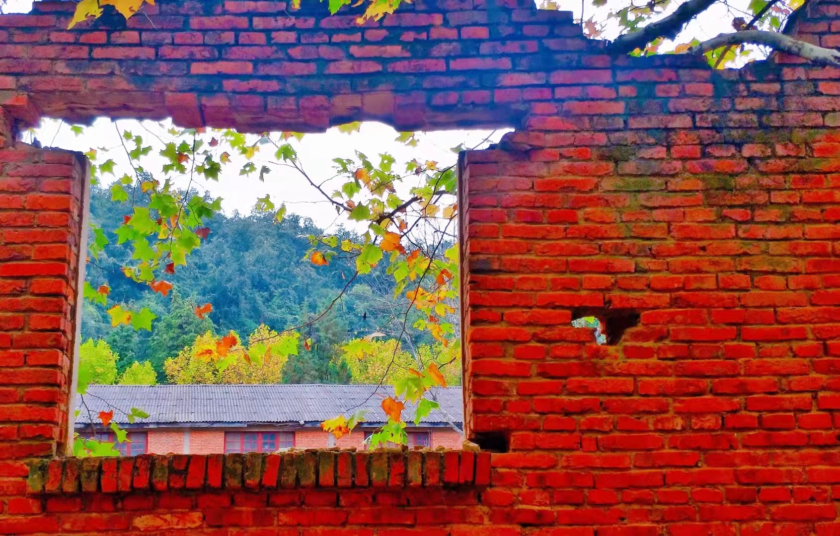 马龙云水机械厂梧桐（开屏新闻记者 蒋琼波 通讯员 尹路仓 摄）