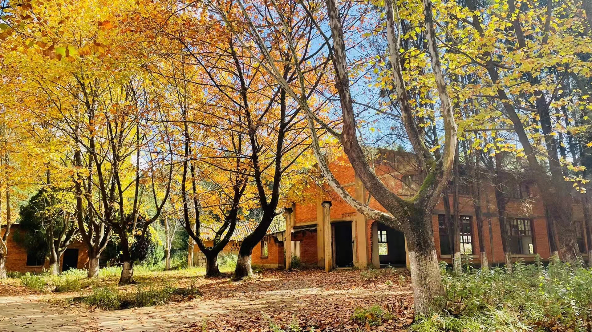 马龙云水机械厂梧桐（开屏新闻记者 蒋琼波 通讯员 尹路仓 摄）